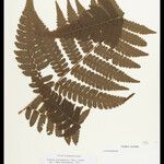 Cyathea surinamensis 叶