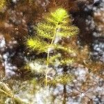 Utricularia vulgaris Likasa