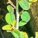 Ceanothus cordulatus 叶