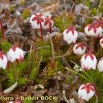 Cassiope hypnoides موطن