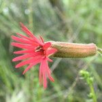 Silene laciniata ᱵᱟᱦᱟ