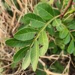 Pistacia aethiopica 叶
