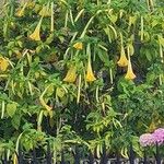 Brugmansia aurea Květ