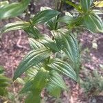Ixanthus viscosus Hoja