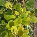 Actinidia deliciosa Hoja