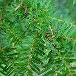 Tsuga heterophylla Leaf