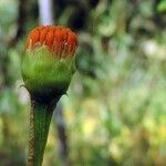 Hypericophyllum compositarum Flor