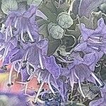 Vitex agnus-castus Flower
