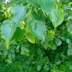 Tilia × euchlora Frukt