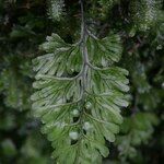 Hymenophyllum tunbrigense Leaf