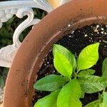 Citrus limon पत्ता
