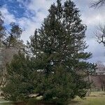 Sciadopitys verticillata Libunga