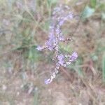 Limonium narbonenseFlower