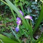 Iris graminea 花