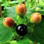 Hypericum androsaemum Fruit