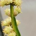 Baccharis genistelloides Flower