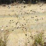 Eragrostis paniciformis Habit