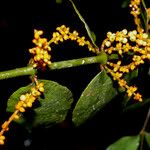 Phoradendron piperoides Frutto