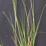 Eragrostis acutiflora Прочее