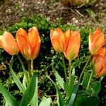 Tulipa fosteriana Лист