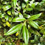 Sarcococca hookeriana Leaf