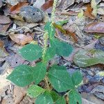 Cyathula prostrata Blatt
