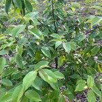 Prunus serotina Fuelha