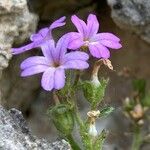 Erinus alpinus Flower