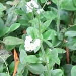 Myosotis arvensis Celota