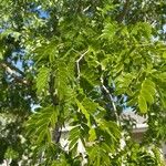 Albizia lebbeck Leaf