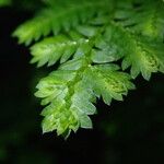 Selaginella myosurus Leaf