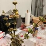 Ocimum americanum Цвят