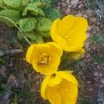 Sternbergia lutea Floare
