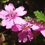Silene acaulis Flower