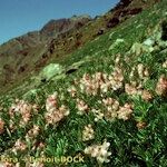 Vicia argentea Vekstform