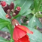 Erysimum × cheiri 花