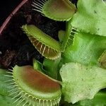 Dionaea muscipula Other