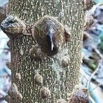 Zanthoxylum bungeanum Bark