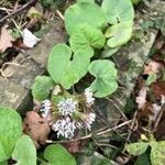 Petasites pyrenaicus Blüte