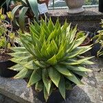 Aloe polyphylla Blad