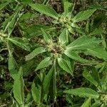 Euphorbia davidii Květ