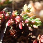 Crassula tillaea Leaf