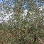 Cordia sinensis Fruit