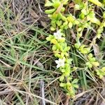 Lycium mascarenense Flower