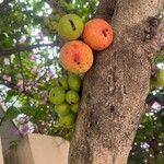 Ficus racemosa Fruchs