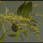 Quercus chrysolepis Çiçek