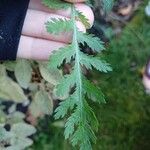 Tanacetum macrophyllum Ліст