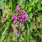 Betonica officinalisFlower