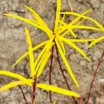 Salix rosmarinifolia Blatt