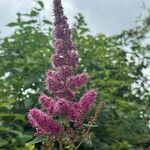 Spiraea tomentosa Flor